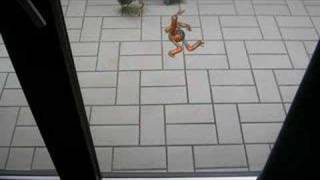 Weird creature outside my window