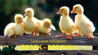 LAGU ANAK | BEBEK - BEBEKKU
