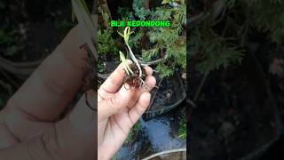 Hasil semai biji kedondong #shorts