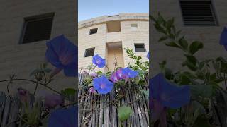 Boker tov, Karmiel. Good morning, Karmiel #israel #israelwalking