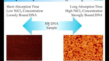 AFM | PeakForce Tapping:  Enabling High Resolution Imaging of The DNA Double Helix | Bruker
