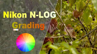Mastering Nikon N-Log - Color Grading