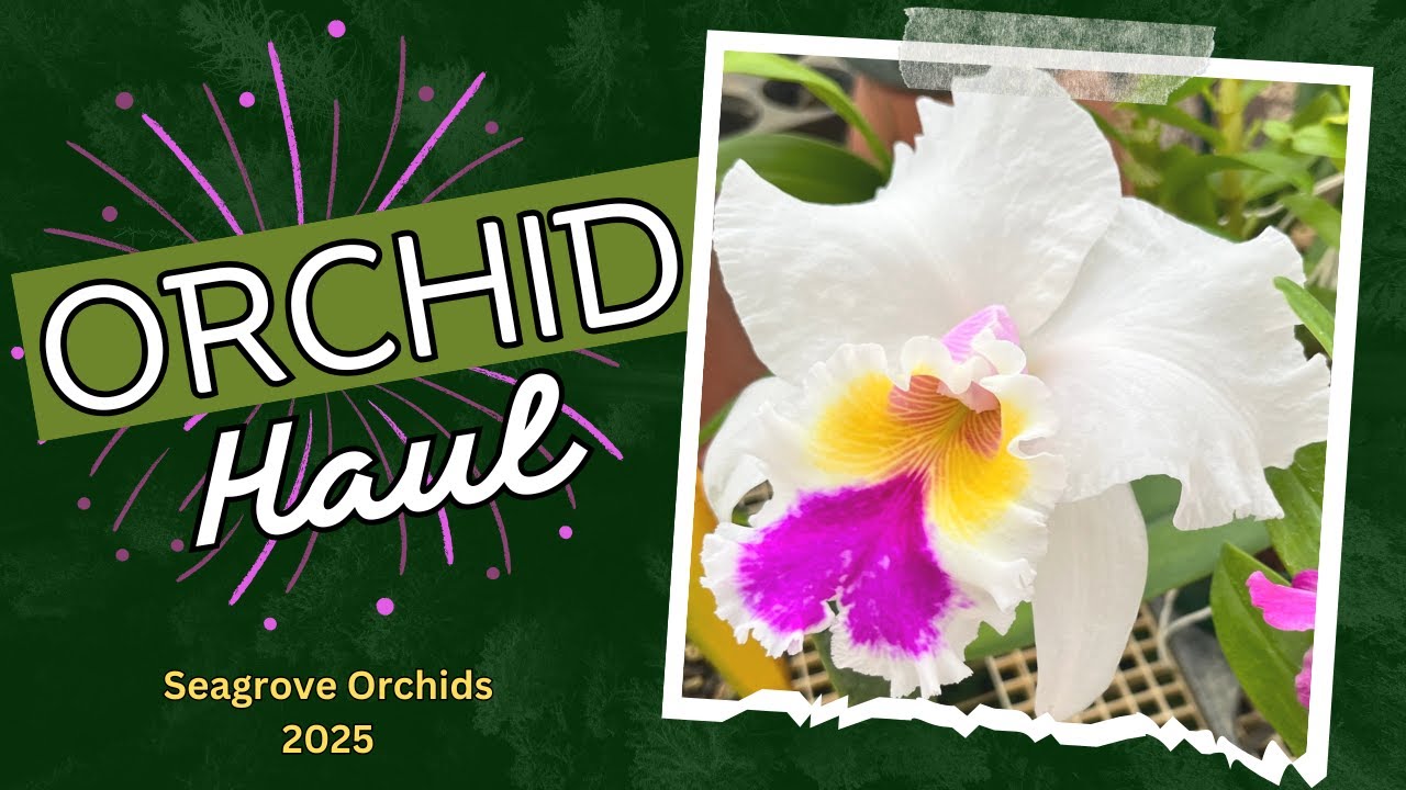 Seagrove Orchids/Haul/March 2025
