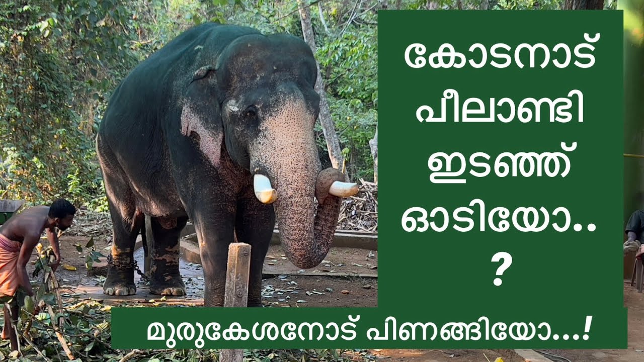 പീലാണ്ടി കോടനാട് ഇടഞ്ഞ് ഓടിയോ ?@VMPRADEEP#keralaelephant#peelandi#wildlifeanimals