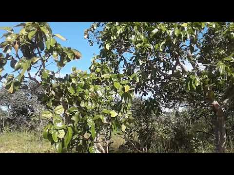 Vídeo: Quina Planta Creix Més Ràpidament