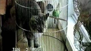 Bird Turns The Tables On Cat- Pettube