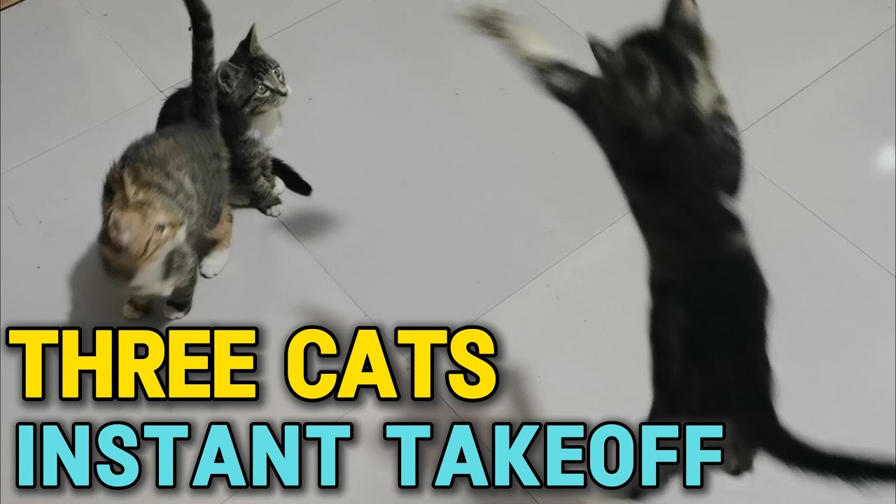 Kitten Jumps Straight Up—Instant Takeoff Moment! 