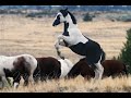 Wild Horses ...  Mustangs of Oregon