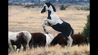 Wild Horses ...  Mustangs of Oregon