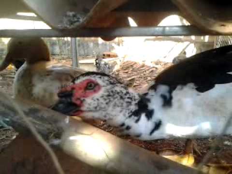  Pato da mamae