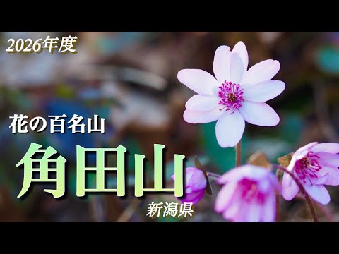 Mt. Kakuda 2026] March - I went again this year! I'm sharing the
