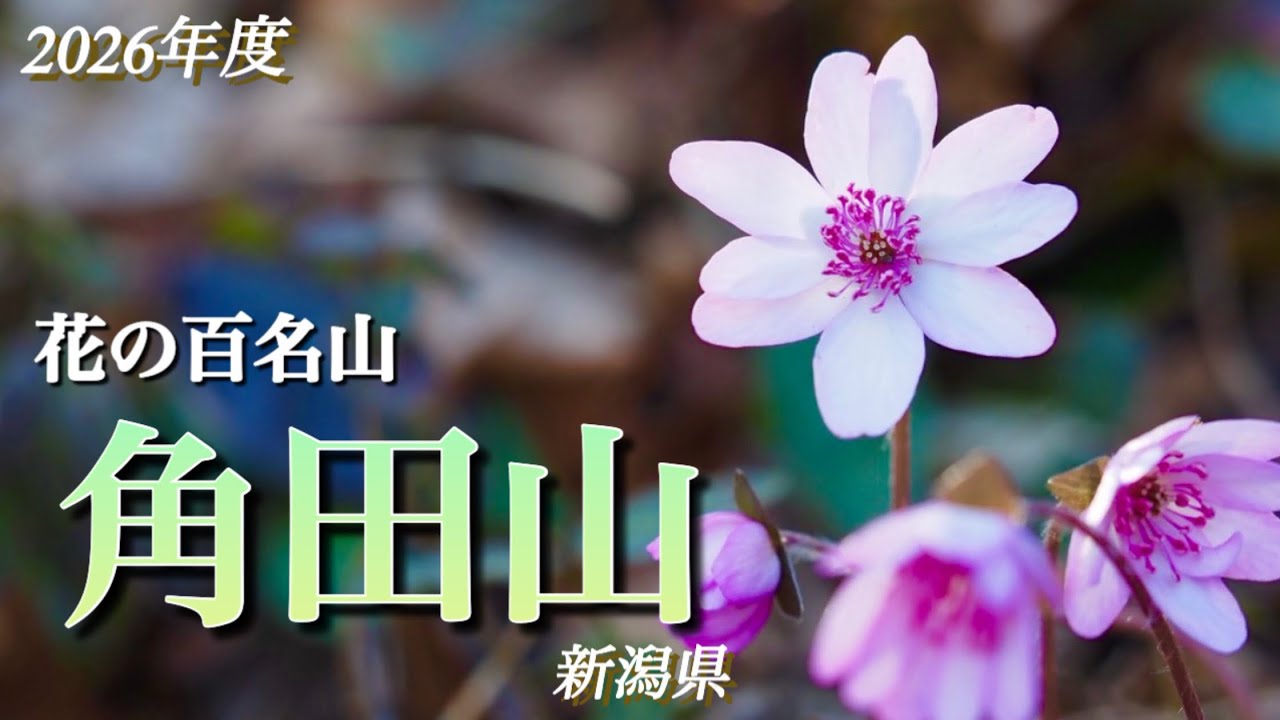 2026.3.29春富士　新潟産瑪瑙 Mt. Kakuda 2026] March - I went again this year! I'm sharing the