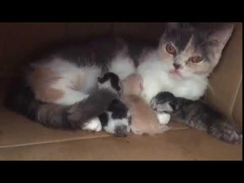 小猫花纹好奇特随机出现 猫妈妈喂小猫画面太温馨 Youtube