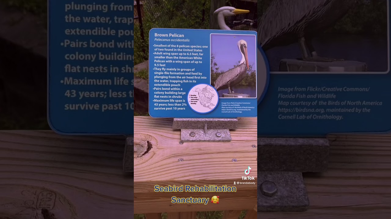 Pounce inlet seabird rehabilitation sanctuary