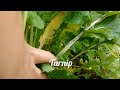 first vlog video ( today I show you some of the vegetables)