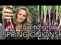 How to Grow Spring Onions (aka Scallions/Salad Onions) || Spring Onions from Seed || Plot 37