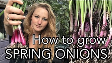 How to Grow Spring Onions (aka Scallions/Salad Onions) || Spring Onions from Seed || Plot 37