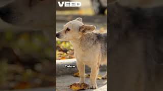 Şarköy Ve Mahmut Keçisi Sessizlik