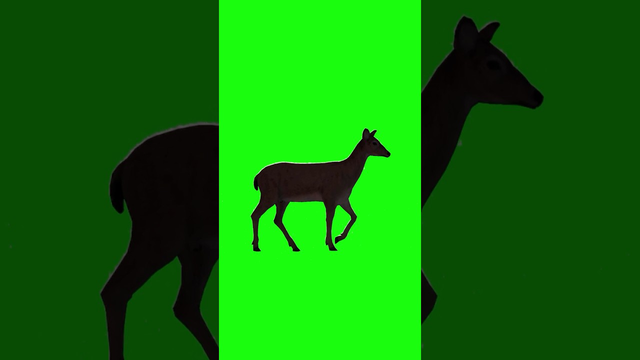 Deer walking on green screen 