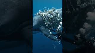 Ocean plastic pollution massive global crisis awarness through AI video  #saveocean  #aiinfluencers