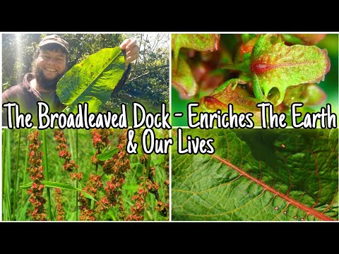 The Broadleaved Dock - Facts, Uses, Identification & Folklore 🍃 Wild Edible (Rumex obtusifolius)
