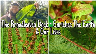 The Broadleaved Dock  Facts, Uses, Identification & Folklore  Wild Edible (Rumex obtusifolius)