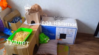 Картонный дом ДЛЯ КОШКИ | как сделать дом для кошки своими руками сав4к