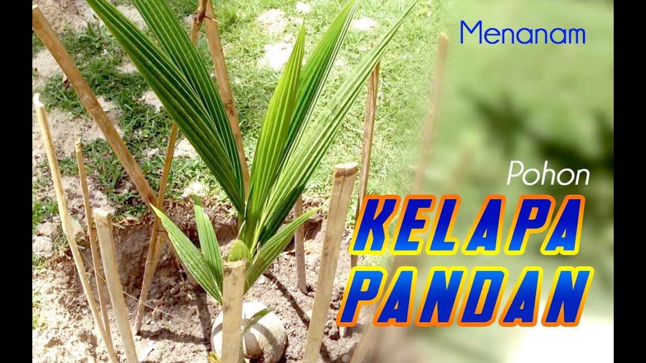 Menanam Kelapa Pandan 