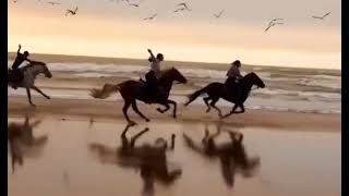 해변승마. 질주의 상징이다. 다이어트운동이다. 승마 비만  살빼기 다이어트운동 운동다이어트다.
