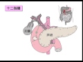 消化管系の解剖