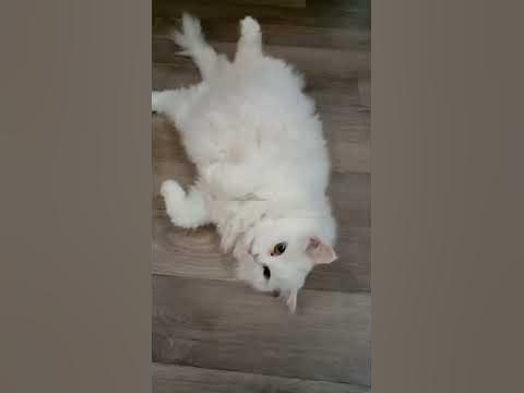 Мартин толстая сарделька. - YouTube
