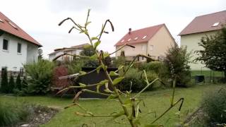 Umi Plus Camera Sample