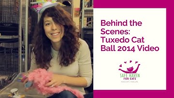SAFE Haven for Cats - Behind the Scenes of Our Tuxedo Cat Ball 2014 Video
