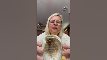 Inside a turtle shell #boxturtle #saveturtles #virakshorts