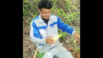 Loại Cây Măng Lục Trúc Ăn Sống Rất Ngon