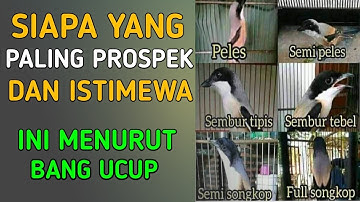 CARA MEMILIH KUALITAS DIANTARA JENIS PILIS , BLANGKON , SEMBUR , GONDRONG