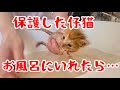 【閲覧注意】炎天下の中保護した仔猫を初めてお風呂に入れたら…
