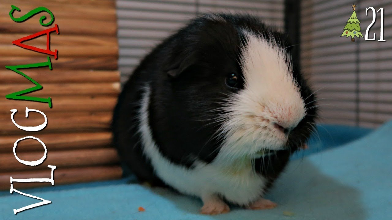 guinea pig cages bunnings More DIY's & my dogs like lettuce? (VLOGMAS #21)