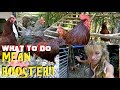 MEAN ROOSTER: Attacked Again! What TO DO?