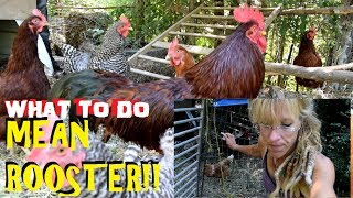 MEAN ROOSTER: Attacked Again! What TO DO?