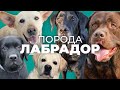 Все о лабрадоре 🐕 Плюсы и минусы лабрадор-ретривера 🐶 Мнение дрессировщика, опыт владения, о породе🐩