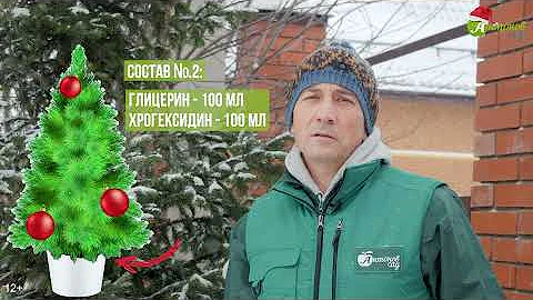 Как сохранить елку чтобы не осыпалась? Как продлить жизнь новогодней елке