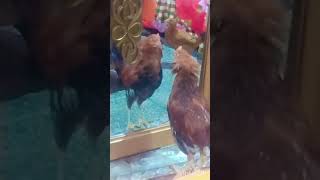 Look At The Mirror Billi 123