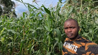 farming in Africa/raw unfiltered/ #youtube #farming #africa