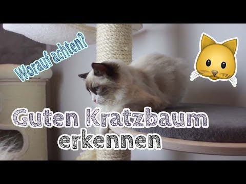 Video: Einen Kratzbaum Für Eine Katze Wählen