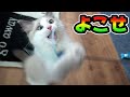 子猫の本気がかわいすぎる😹