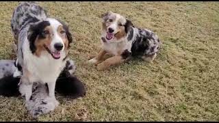 Australian Shepherd Puppies For Sale in Phoenix, AZ