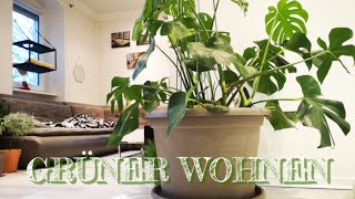 MONSTERA DELICIOSA | Pflege & Inneneinrichtungsideen. Einfache Zimmerpflanze für Anfänger
