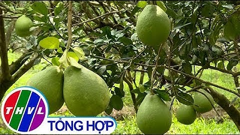 THVL | Chuyển đổi cơ cấu cây trồng nâng cao thu nhập cho nông dân