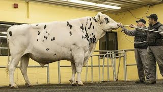 High Milking HF Bulls of CEBG Semen Production Unit Renala Khurd, Okara #cow #holsteinfriesin_cow
